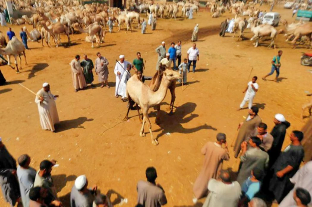 Mercado de camellos de Birqash en El Cairo